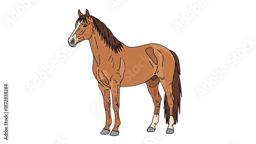 A brown horse standing in a plain white background viewed from the side