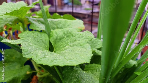 A green leafy vegetable plant is shown growing in a container garden under natural outdoor light. Food agriculture concept