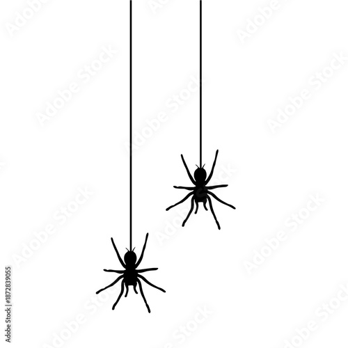Two black spiders hanging from strings on white background