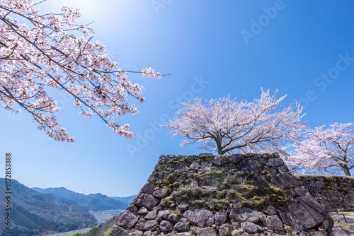桜満開の竹田城跡