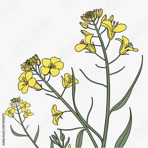 Yellow Agricultural Flowers on Green Stems yellow flowers