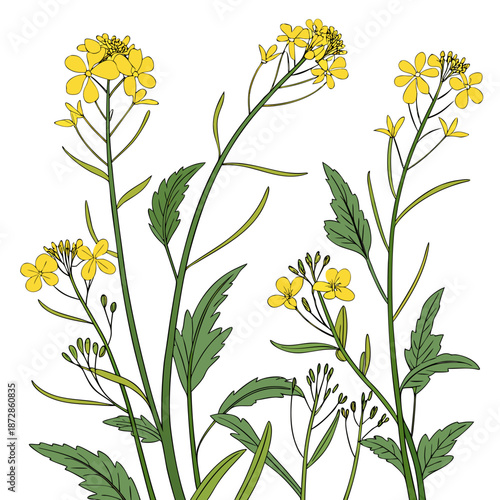 Wallpaper Mural Yellow mustard flowers on green stems with leaves yellow flowers Torontodigital.ca