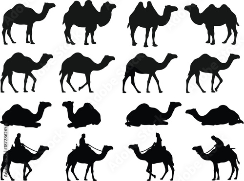 Camel, silhouette, desert, animal, dromedary, Bactrian, walking, sitting, riding, black, vector, icon, nature, wildlife, hump, transport, pose, illustration, species, nomadic, travel