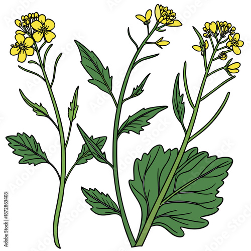 Organic of flowering mustard plant flowering plant