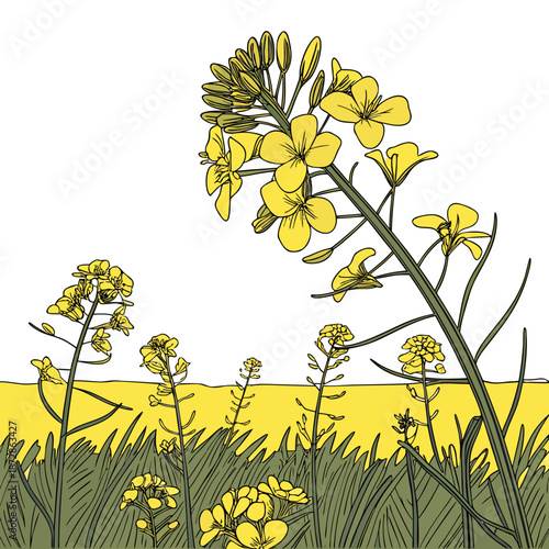Yellow flower plant in a field yellow flowers green grass
