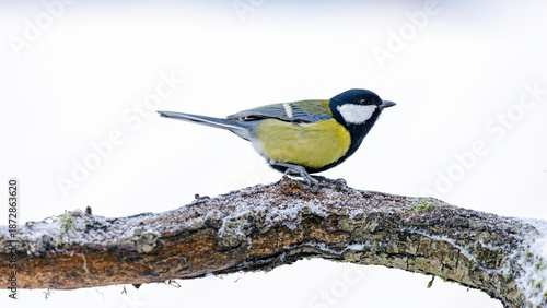 great tit on a branch