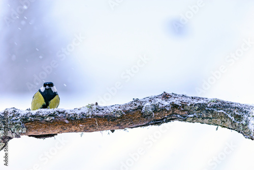 great tit on a branch