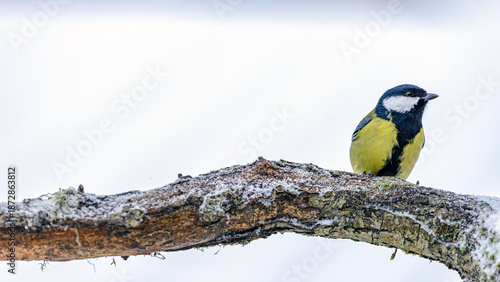 great tit on a branch