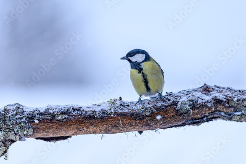 great tit on a branch