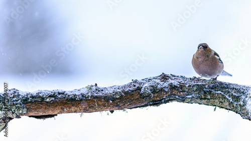 Fringilla montifringilla