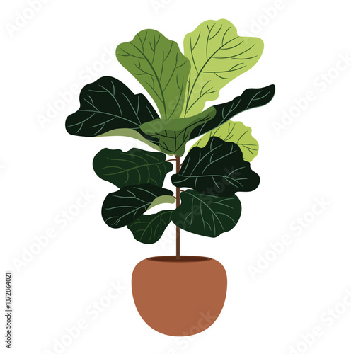 Fiddle leaf fig houseplant in a round terracotta pot vector isolated on white background