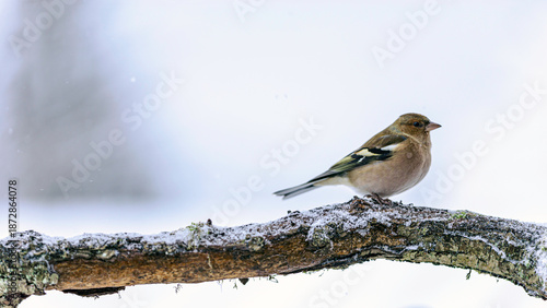Fringilla montifringilla