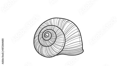Detailed line art illustration of a spiral snail shell showing the intricate growth lines and natural geometric curves of its hard calcium structure.