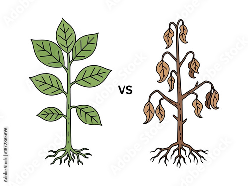 Healthy Plant vs
