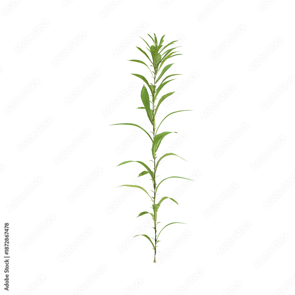 Fototapeta premium Aster subulatus grass plants 3d illustration on transparent background