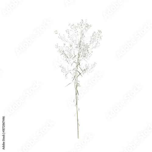Conyza canadensis grass plants 3d illustration on transparent background