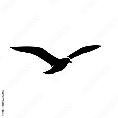 A seagull in flight