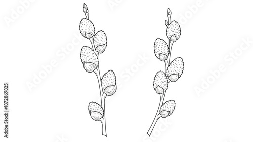 Detailed line art drawing of two pussy willow branches with soft furry buds shown in a simple black and white style.