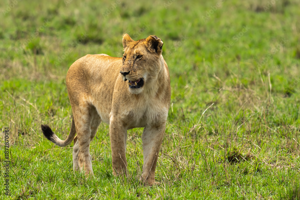 Naklejka premium Lioness walking on the grass in its natural habitat