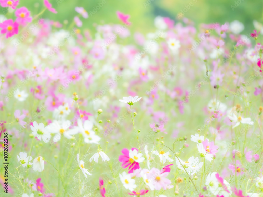 Obraz premium 秋の公園や花壇を彩るコスモスのある華やかな風景。背景。自然風景素材。横構図