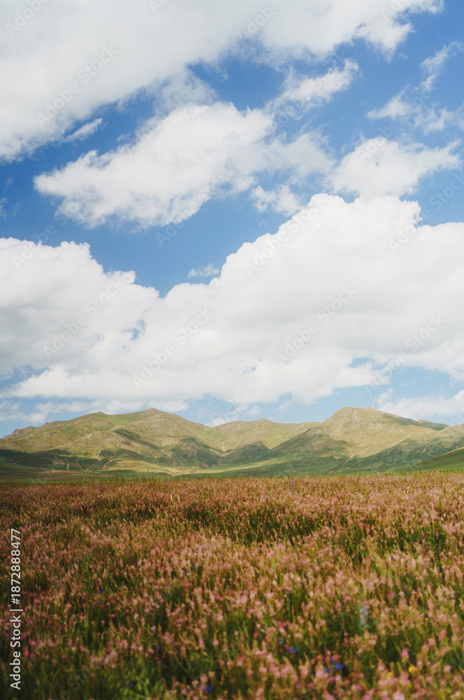 Obraz premium Stunning landscape of a vast pink wildflower field in the highlands with majestic mountains under a cloudy blue sky