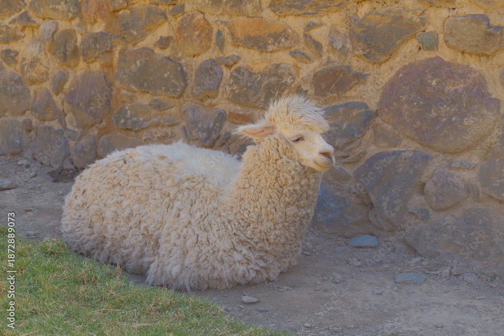 Obraz premium An alpaca lies near an ancient stone wall.
