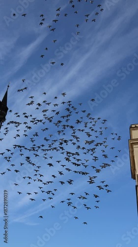 Vertical screen massive flock of city pigeons fills blue sky over old cinematic city urban wildlife chaos spreading fast health risk and dirty streets mood