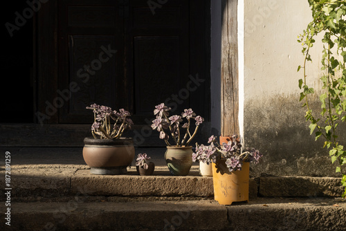 Photos Beautiful succulent plants in ceramic pots on rustic stone steps outside a tradi