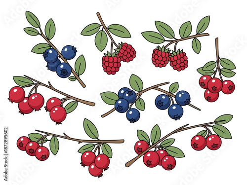Assorted Berry Branches Illustration Cranberries, Blueberries, Raspberries