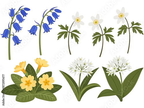 Delicate wildflowers blooming in spring, illustration