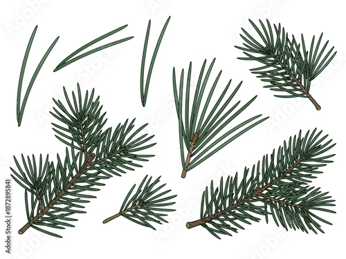 Pine Branches and Needles Evergreen Foliage Illustration