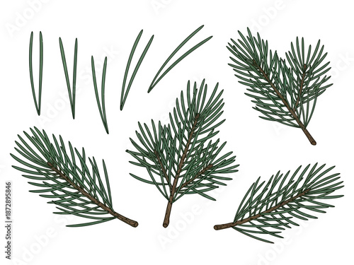 Botanical Illustration of Pine Needles and Branches