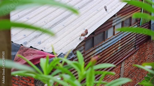 A residential house rooftop is shown with a metal sheet roof and green plants appearing in the foreground. Urban housing concept
