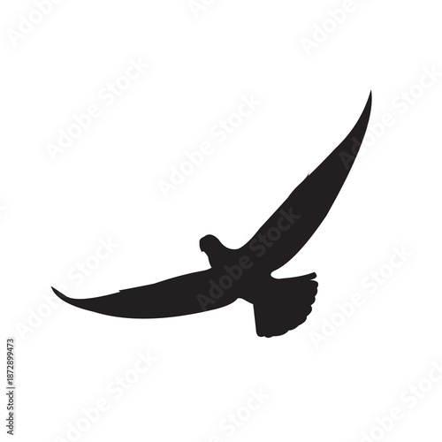 Vector silhouette of flying bird isolated white background