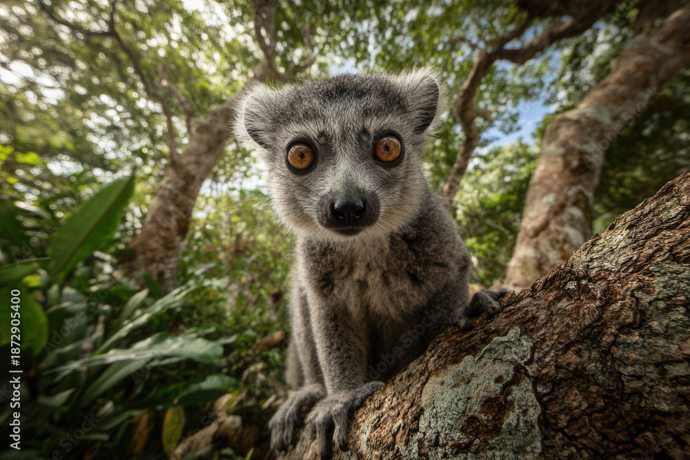 Fototapeta premium Lemur climbing a tree in a forest during daylight showing curiosity and alertness in its expression