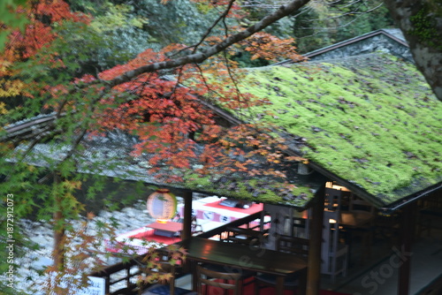 Autumn in the mountains of Japan near Kyoto, golden leaves on Mount Kurama