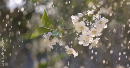 Cherry blossom period. Drops of spring rain fall on a cherry blossom. Shot on super slow motion camera 1000 fps.