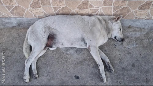 Dirty homeless white dog sleepwalking on sidewalk. dog, dream, resting, homeless dog