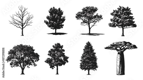A diverse collection of hand-drawn tree illustrations, showcasing various species and seasonal states in a classic black and white style.