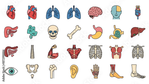 Comprehensive vector collection of human anatomy icons, featuring internal organs, skeletal structure, and body parts for medical and educational design
