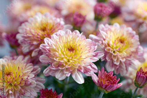 close up of pink and yellow chrysanthemums blooming in a garden