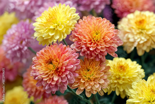 vibrant close up of multi colored chrysanthemums