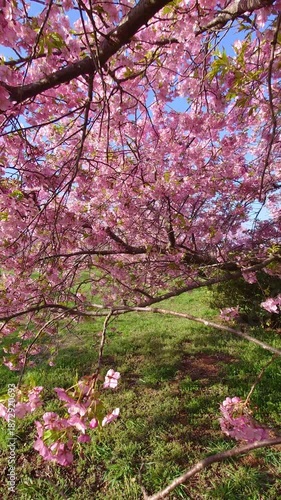河津桜と青空（福岡県豊前市）