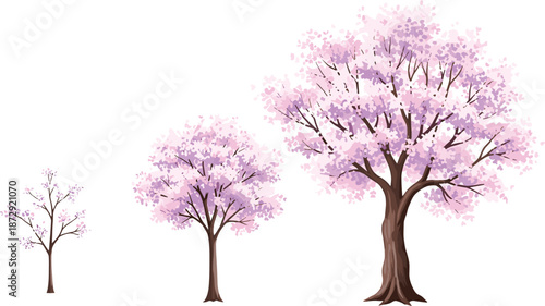 Cherry blossom tree, growth stage vector, pink floral illustration, seasonal nature artwork, botanical plant design, spring tree silhouette, blooming tree graphic