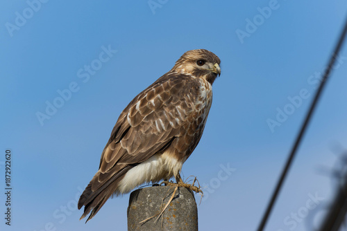 晴天の日に電柱にとまるノスリ