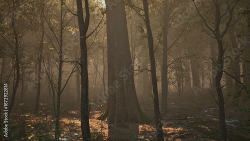 Slika na platnu Golden rays pierce through the dense canopy, illuminating the forest floor