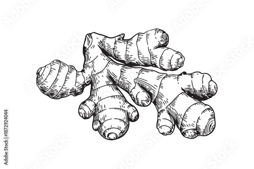 Hand drawn ginger root illustration, vintage woodcut style, medicinal herb isolated on transparent background