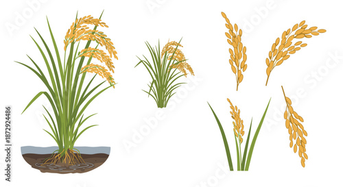 Set of realistic rice plant illustrations, including a full plant in a paddy field, stalks, and individual panicles of grain.
