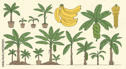 A large set of hand-drawn banana tree illustrations, showing different growth stages, potted plants, and bunches of ripe fruit.