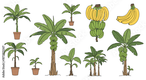 Set of hand-drawn illustrations showing the life cycle of a banana tree, from a small plant to a mature tree with fruit.
